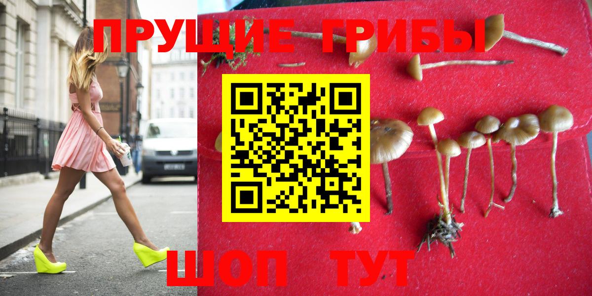 Галлюциногенные грибы Psilocybe Краснознаменск